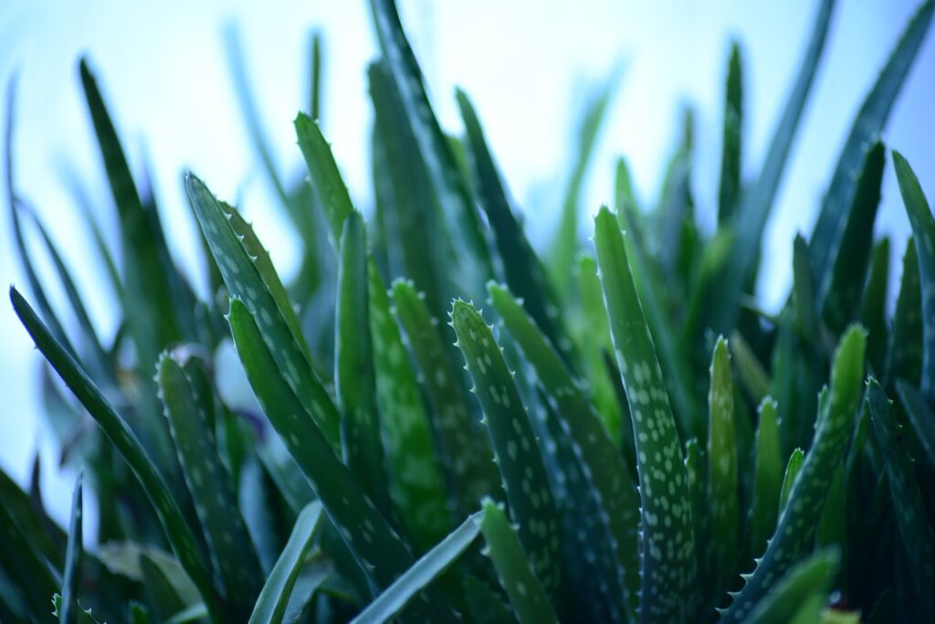 L’Aloe vera : Tout ce qu’il faut savoir sur cette plante extraordinaire